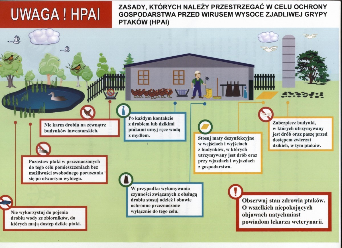 hodowla drobiu plakat