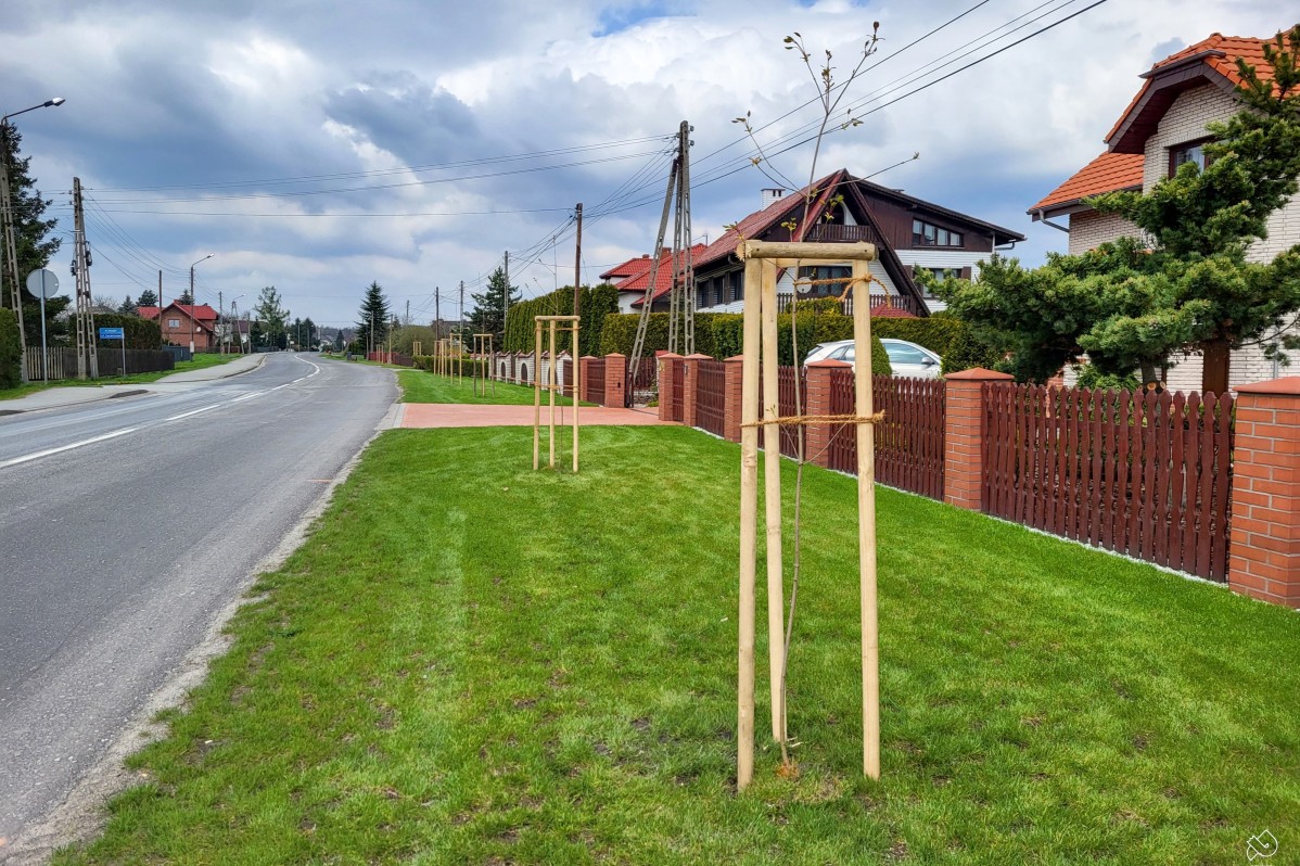 Nowe nasadzenia przy drogach