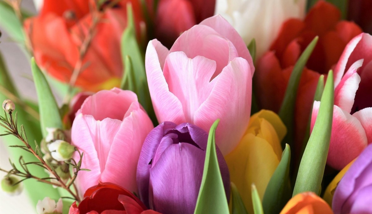 Kolorowe tulipany