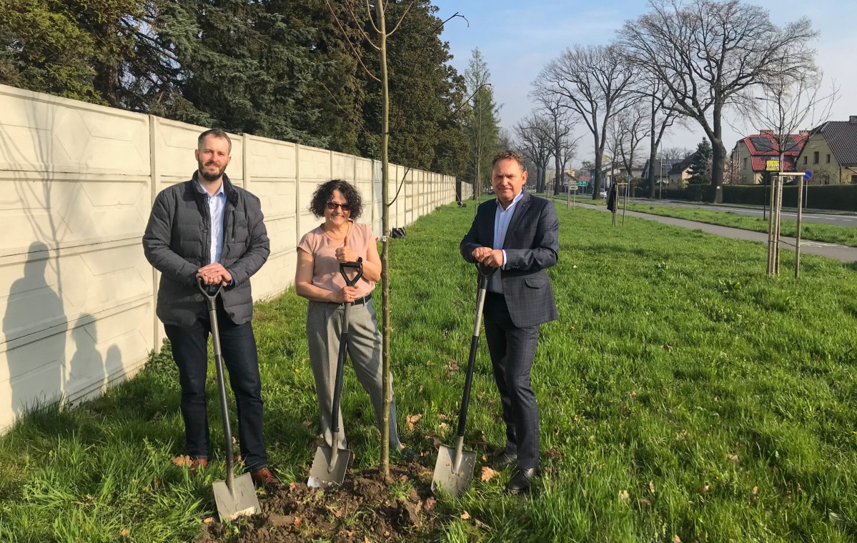 Starosta, wicestarosta i przewodniczący osiedla stoją przy posadzonym drzewie. Trzymają łopaty
