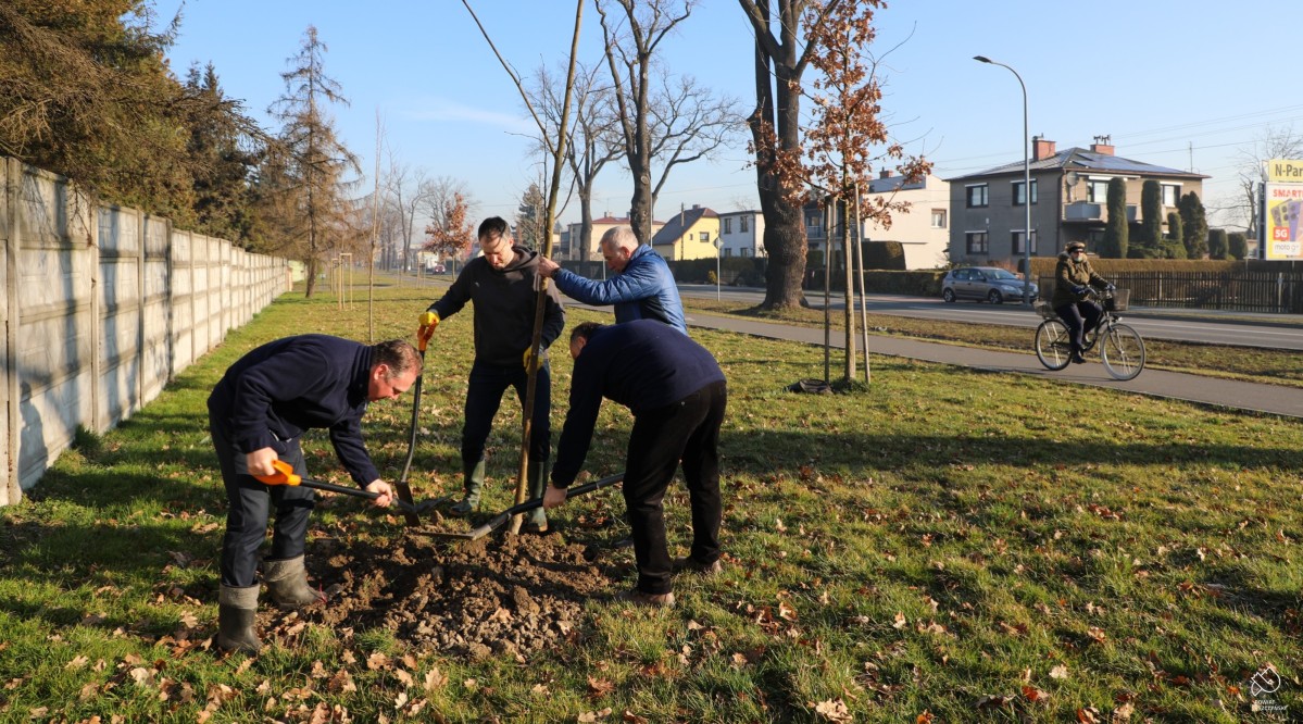 Przedstawiciele starostwa sadzą drzewa przy ul. Zdrojowej w Pszczynie.