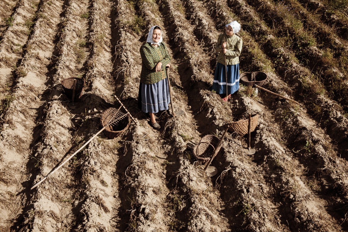 Kopanie ziemniaków