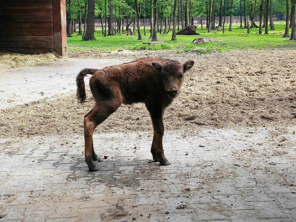 Mały żubr
