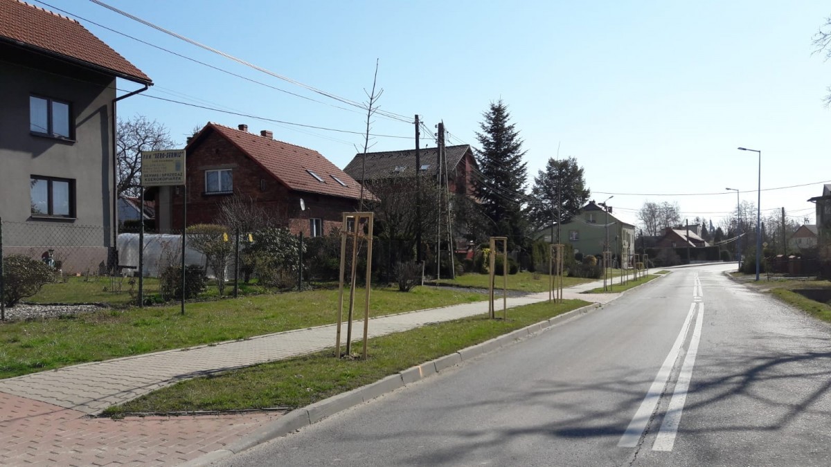 nasadzenia przy drogach powiatowych 2020