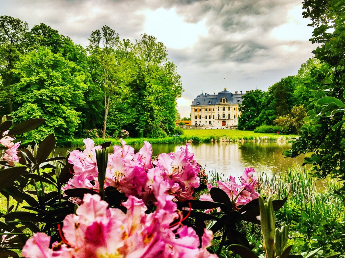 grafika przedstawia park, na pierwszym tle kwitnie rododendron, w tle widać staw, a w dalszym planie zamek