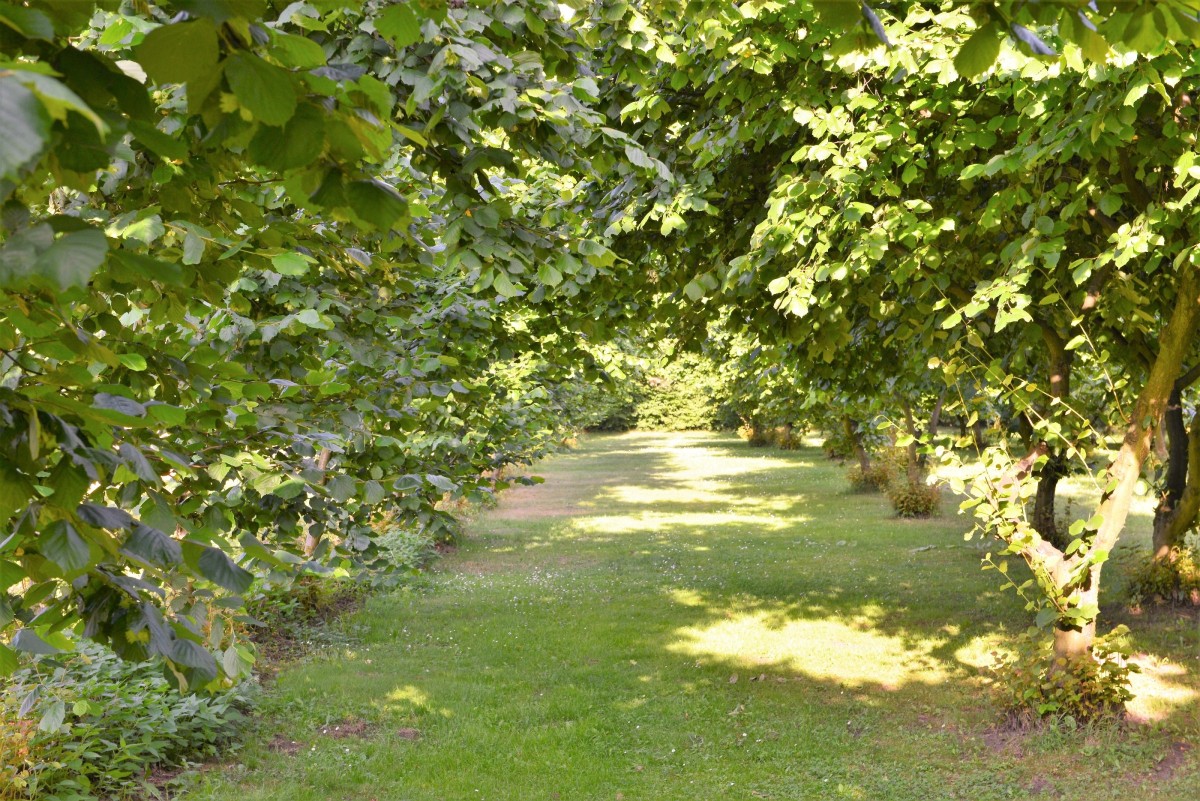 Plantacja orzechów laskowych